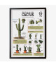 Affiche - Les Cactus vintage