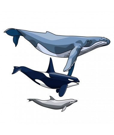 Poster - Cetaceans Zoom