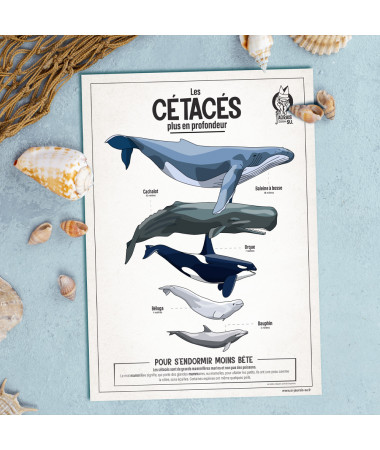 Card - Cetaceans Zoom
